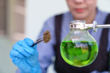 Plant scientist working in Sativa Cannabis agriculture farm for research hemp to use in hospital sleep and cancer medications treatment