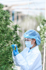 Image of scientist with mask, goggles and gloves examining cannabis plants in greenhouse,...