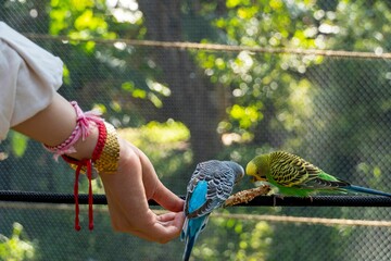 Two budgerigar parrots (Melopsittacus undulatus) being fed by a woman with a wooden stick with seeds