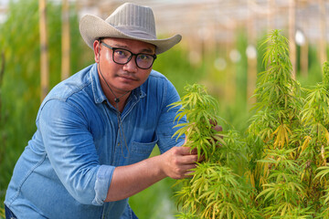 Growers inspect cannabis flowers cannabis plants and hemp inflorescences in greenhouses for inspection and quality control for medicinal purposes farms in greenhouses. medical cannabis cultivation