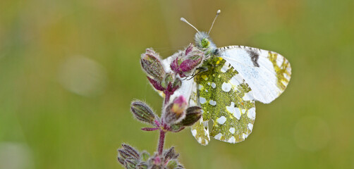 Östlicher Gesprenkelter Weißling // Eastern dappled white (Euchloe ausonia) - Srofilia, Peloponnes, Griechenland