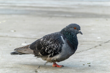  Pigeon injured in one leg.  Legged disabled pigeon bird.
