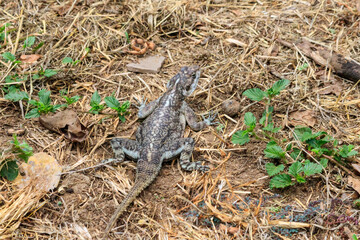 Female mwanza flat-headed rock agama (Agama mwanzae) or the Spider-Man agama on ground in Serengeti  National Park, Tanzania