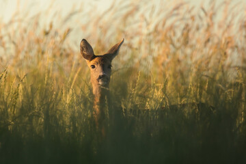 deer portrait in tall grass