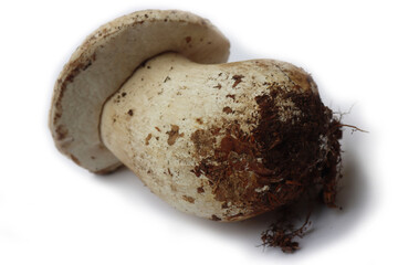 Big white Porcino mushroom isolated on white background. Boletus edulis. Also called penny bun, porcini, cep, porcino or  king bolete