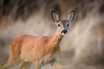deer portrait on the meadow