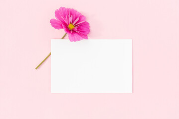 White blank card and pink flower on pink background. Minimal style. Top view Flat lay Mockup