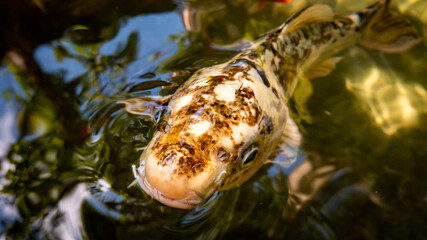 Poisson dans bassin