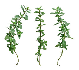 basil, thyme isolated on a white background. The view from top. - obrazy, fototapety, plakaty