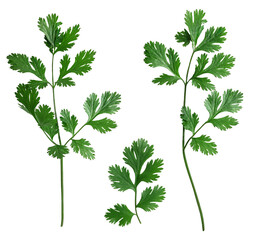 cilantro isolated on a white background. The view from top.