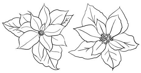 Christmas black outline Poinsettia flowers, Winter holiday party design element