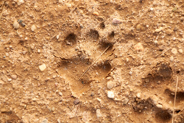 Wolf footprint Veluwe Netherlands