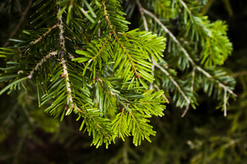 close up of pine needles