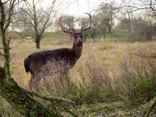 Deer at the Amsterdamse Waterleiding Duinen