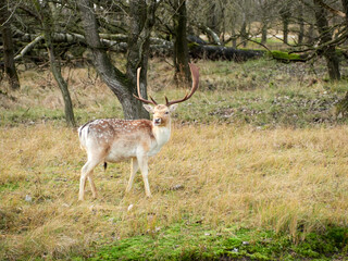 Naklejka na ściany i meble Deer at the Amsterdamse Waterleiding Duinen