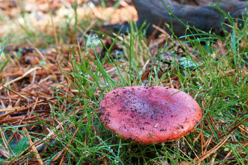 grzyb runo leśne kapelusz trzon © Piotr