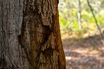 A dry, fat-free tree eaten by a bark beetle. A sick tree without bark. Damaged trees in the forest...