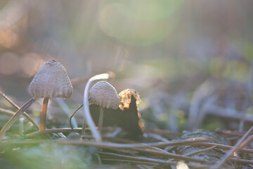Mushroom, dreamy, blurred with sun rays on needle forest floor in autumn. Soft light