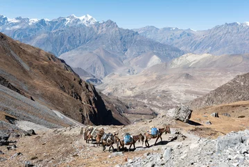 Stof per meter Annapurna Porter mules on Annapurna circuit trek, Nepal