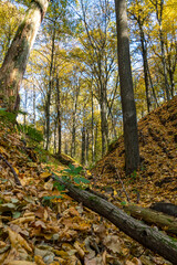 Autumn forest and colorful leaves are lying on the ground. Large tree trunks are scattered along the cleft of the deep forest. Bizarre shadows fall from trees in the forest during sunset.