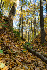 Autumn forest and colorful leaves are lying on the ground. Large tree trunks are scattered along the cleft of the deep forest. Bizarre shadows fall from trees in the forest during sunset.
