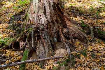 Autumn forest and colorful leaves are lying on the ground. Large tree trunks are scattered along the cleft of the deep forest. Bizarre shadows fall from trees in the forest during sunset.