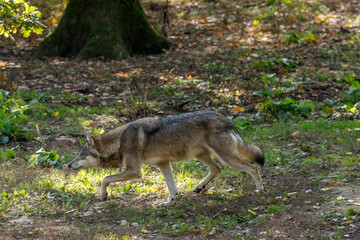 Fototapeta premium Wolf anschleichen