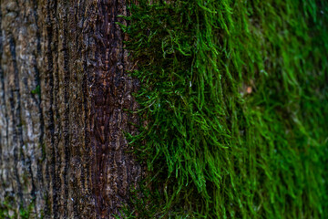 Obraz premium Moss background on tree bark close-up. Natural natural background. Trees overgrown with thick moss in a fabulous autumn forest