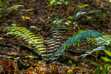 Large leaves of green fern in the autumn forest. Bright and shiny fern leaves illuminated by the rays of the setting sun. Walking in the botanical garden.