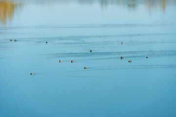 A large flock of ducks swim serenely on the mirrored surface of the lake. Wild duck hunting season. Migration of the grey duck.