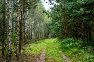 A dirt road passes through the autumn forest. Colorful trees in the autumn season during sunset. Quiet and cozy paths. Birch grove along the pine forest.