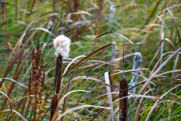 Dry reeds grow in the swamp. Reeds grow along the shore of the old lake. An amazing untouched piece of nature away from the hustle and bustle of the city.
