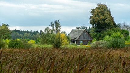 Plakat Cozy wooden house in the forest, on the shore of a lake overgrown with reeds. An uninhabited abandoned village house in a cozy and quiet place far from the bustling city. Landscape autumn forest.