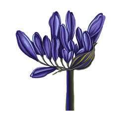 Sketch of agapanthus flower in purple hue, on pastel background. Minimastic flower pattern for textiles, poster, logo. purple illustration flower. - obrazy, fototapety, plakaty