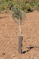 Olivo joven plantado