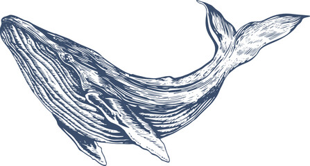 Hand Drawn Whale Illustration © Ink Sucker