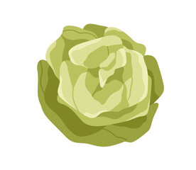 Iceberg lettuce head. Green leaf vegetable. Healthy salad food. Organic fresh raw bunch of leaves. Flat graphic cartoon vector illustration isolated on white background