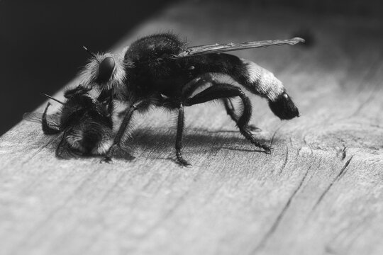 Yellow murder fly or robber fly as black and white image with a bumblebee as prey