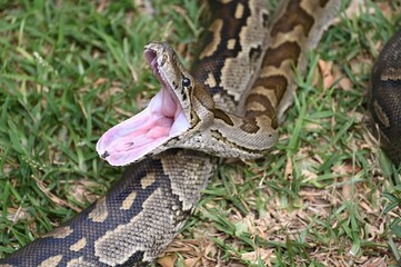 Closeup of a Southern African Rock Python yawning, opening her mouth