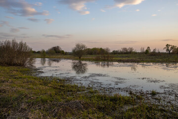 Obraz na płótnie Canvas Wetland area. evening landscape, sunset over the swamp. Early spring.