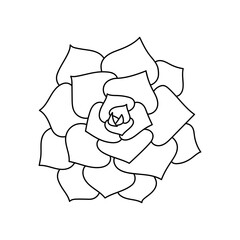 Succulent echeveria in doodle style, vector illustration. Desert flower hand drawn for print and design. Isolated element on a white background. Home plant outline, side view