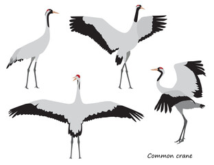Common crane isolated on white background. Vector illustration set