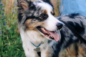 A dog of the Australian Shepherd breed with brown eyes on a walk, close-up.