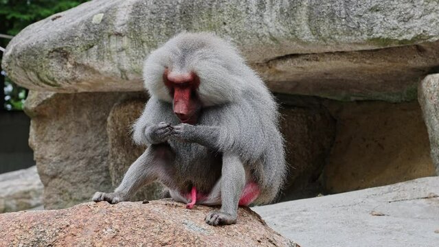 The hamadryas baboon sitting on a rock and looking around.  Papio hamadryas is a species of baboon