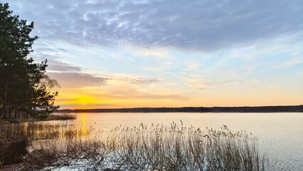 Obraz premium The sun rose over the forest on the far shore of the lake. Pines and willows grow on the grassy shore, and reeds grow in the water. Colorful clouds in the spring sky