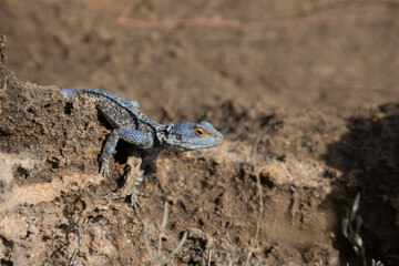 close-up lizard camouflaged on stone