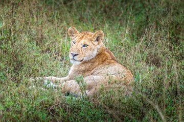 A female lion lying in the grasslands of the Serengeti, Tanzania