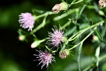 ノアザミ　Japanese thistle
