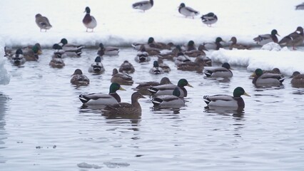 A flock of wild ducks swims in an icy hole in a frozen river.