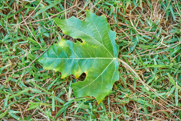 Fallen maple leaf on the grass in a park
